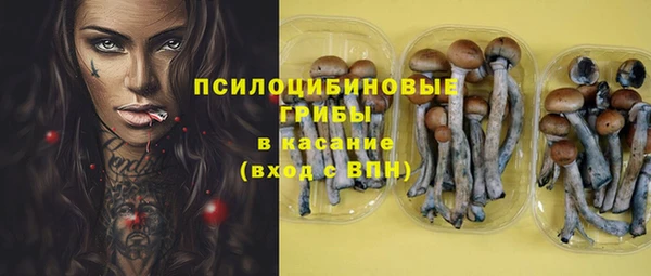хмурый Аркадак