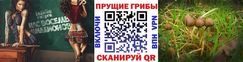 Галлюциногенные грибы Psilocybine cubensis  цена   Куса 